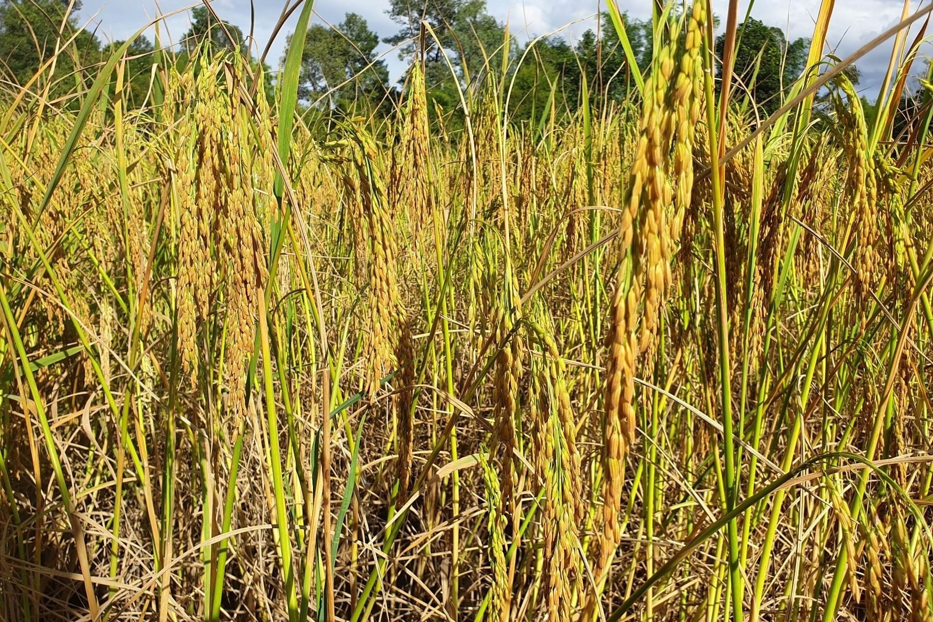 Organic, Fairtrade & Sustainable Rice