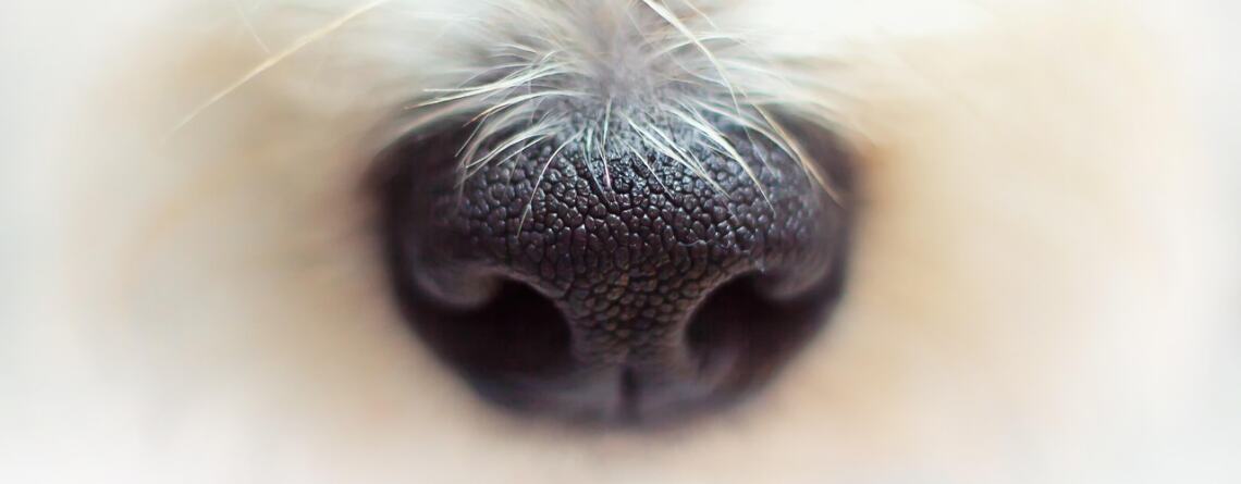 High res nose of white dog